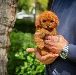 REDBROWN TOY POODLE YAVRULARIMIZ 