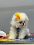ORJİNAL POMERANİAN BOO YAVRULARI - fotoğraf 2