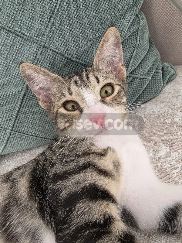 Kızımız ömürlük yuvasını bekliyor 🐾 - fotoğraf 2