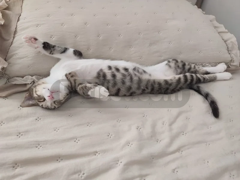 Kızımız ömürlük yuvasını bekliyor 🐾 - fotoğraf 5