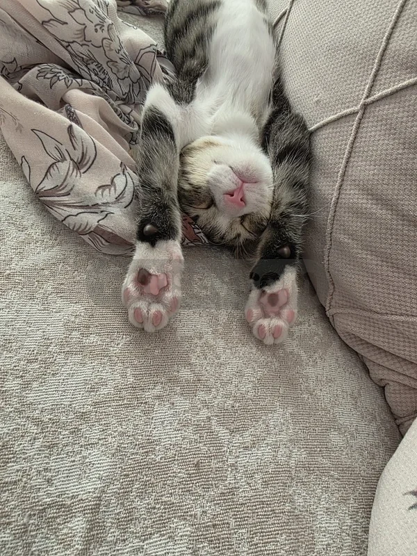 Kızımız ömürlük yuvasını bekliyor 🐾 - fotoğraf 3