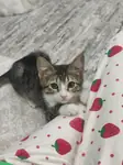 Kızımız ömürlük yuvasını bekliyor 🐾 - Tekir Kedi - Kocaeli
