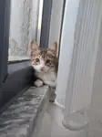 Kızımız ömürlük yuvasını bekliyor 🐾 - fotoğraf 2