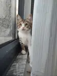Kızımız ömürlük yuvasını bekliyor 🐾 - fotoğraf 3