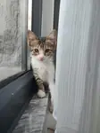 Kızımız ömürlük yuvasını bekliyor 🐾 - fotoğraf 4