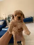 Toy Poodle Yavruları Küçük Boy - fotoğraf 3
