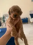 Toy Poodle Yavruları Küçük Boy - fotoğraf 4