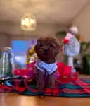 Toy poodle yavrularımız kore kan mini  - fotoğraf 4