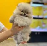 IRK GARANTİLİ POMERANİAN YAVRULARI - Pomeranian Boo - Kocaeli