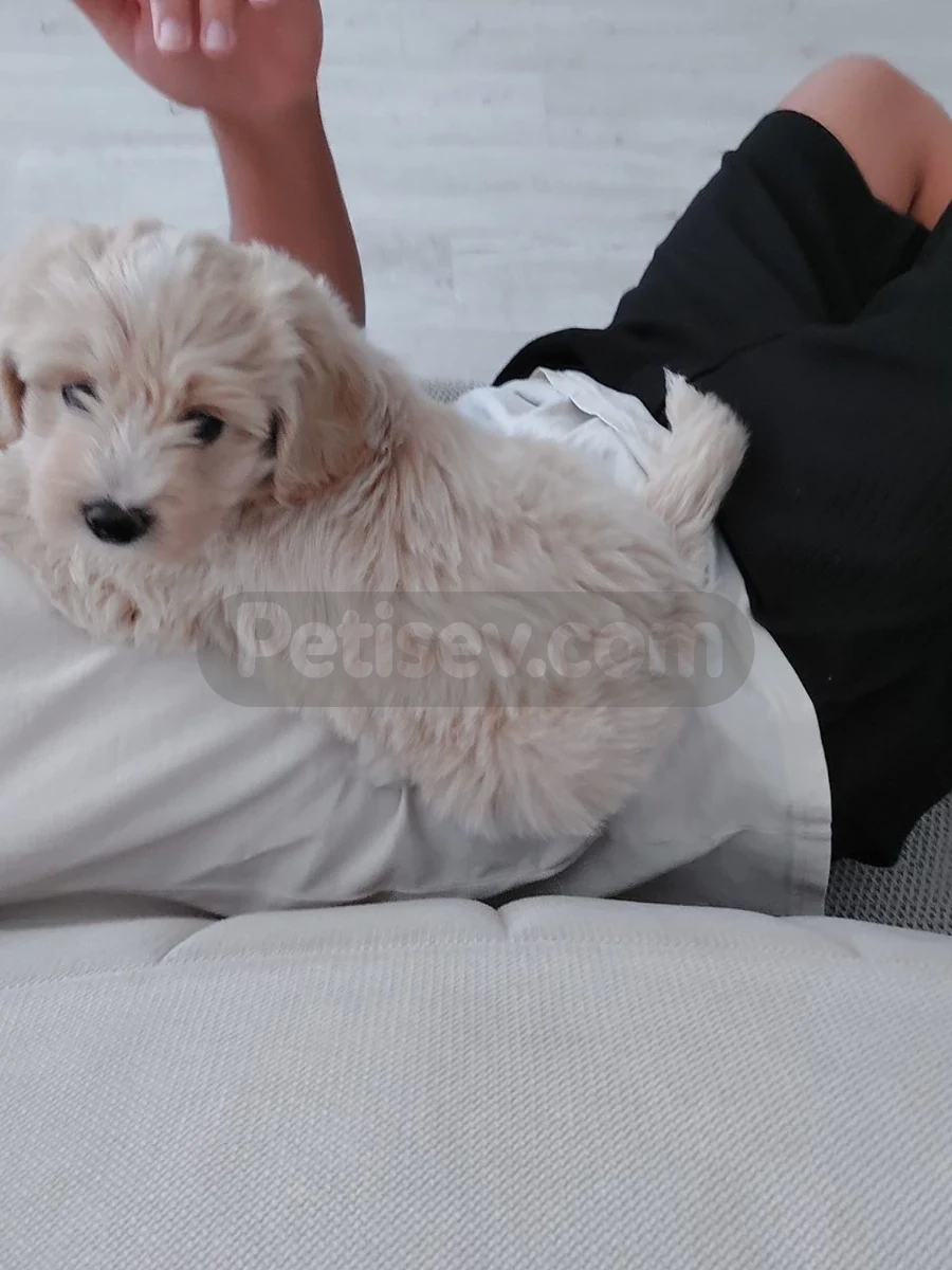 Maltipoo türü köpek diğer bilgiler için iletişime geçin  - Maltipoo Mersin