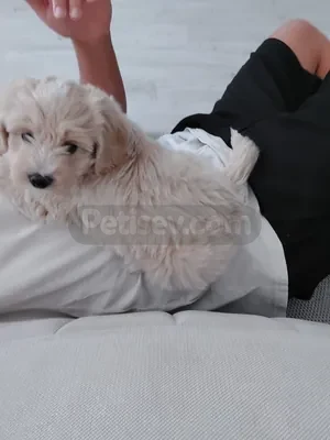 Maltipoo türü köpek diğer bilgiler için iletişime geçin  - fotoğraf 1