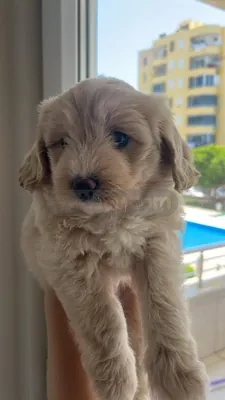 Maltipoo türü köpek diğer bilgiler için iletişime geçin  - fotoğraf 2