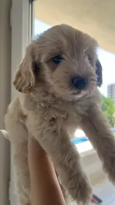 Maltipoo türü köpek diğer bilgiler için iletişime geçin  - fotoğraf 3