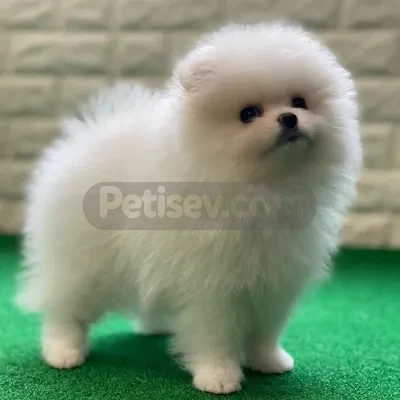IRK GARANTİLİ POMERANİAN BOO YAVRULARI - fotoğraf 3