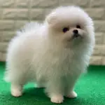 IRK GARANTİLİ POMERANİAN BOO YAVRULARI - fotoğraf 3