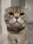 Antalya Manavgat’ta Safkan British Shorthair Erkek Kedi Pars’a Yuva Aranıyor - fotoğraf 3