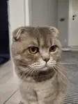 Antalya Manavgat’ta Safkan British Shorthair Erkek Kedi Pars’a Yuva Aranıyor - fotoğraf 5