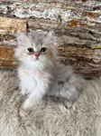 british longhair erkek yavru kedimiz yen