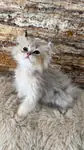 british longhair erkek yavru kedimiz yeni sahibini bekliyor - fotoğraf 2