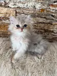 british longhair erkek yavru kedimiz yeni sahibini bekliyor - fotoğraf 3
