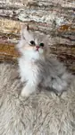 british longhair erkek yavru kedimiz yeni sahibini bekliyor - fotoğraf 4