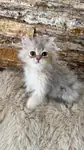 british longhair erkek yavru kedimiz yeni sahibini bekliyor - fotoğraf 5