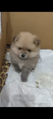 Pomerian boo - fotoğraf 3