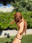 TEACUP LEKESİZ POODLE YAVRULARIMIZ - fotoğraf 1