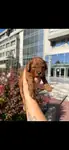 TEACUP LEKESİZ POODLE YAVRULARIMIZ - fotoğraf 2