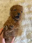TEACUP LEKESİZ POODLE YAVRULARIMIZ - fotoğraf 3