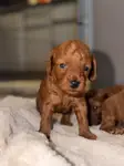 TEACUP LEKESİZ POODLE YAVRULARIMIZ - fotoğraf 4