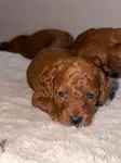 TEACUP LEKESİZ POODLE YAVRULARIMIZ - fotoğraf 5