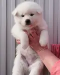 JAPON AKİTA İNU YAVRULARI - Akita Inu - İstanbul