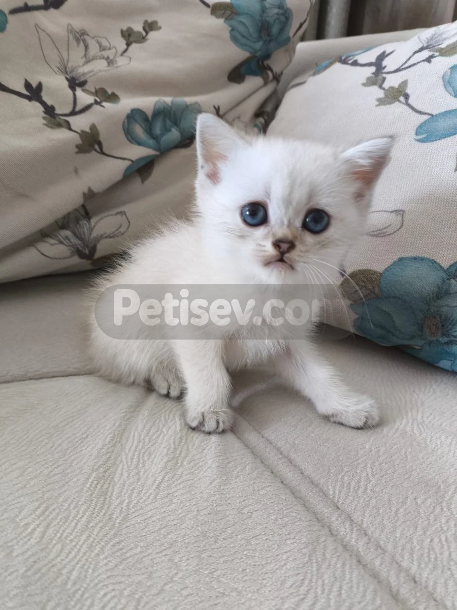 British shortair yavrularımıza yuva ariyoruz - British Shorthair Balıkesir