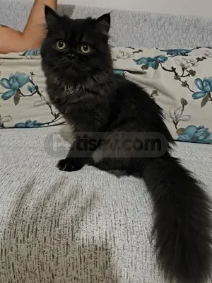 British shortair yavrularımıza yuva ariyoruz - fotoğraf 5