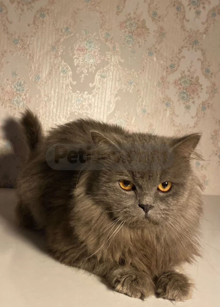 British Longhair - British Longhair İstanbul