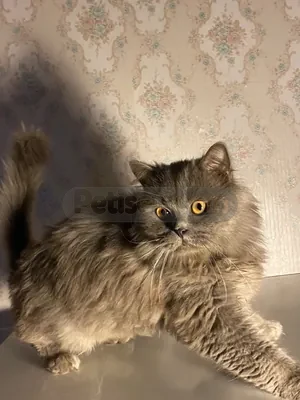 British Longhair - fotoğraf 3