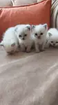 Brıtısh Shorthair Yavrularım Yuvalarını Arıyor.. - fotoğraf 3