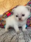 Brıtısh Shorthair Yavrularım Yuvalarını Arıyor.. - fotoğraf 4
