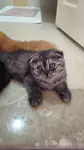 2 aylık scottish fold yavru  - Scottish Fold - Karabük