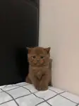 Cinnamon British Shorthair Erkek - British Shorthair - İstanbul