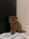Cinnamon British Shorthair Erkek - fotoğraf 2