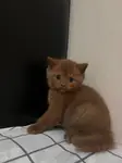 Cinnamon British Shorthair Erkek - fotoğraf 3