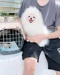 POMERANİAN BOO YAVRULARI - fotoğraf 3