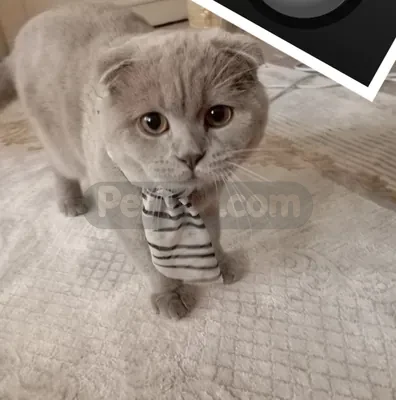 İlan Fotoğrafı