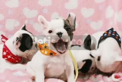 FRENCH BULLDOG YAVRULARI - fotoğraf 4