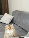Uşakta British longhair sahiplendirme - fotoğraf 1