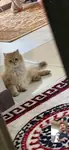 Uşakta British longhair sahiplendirme - fotoğraf 2