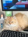 Uşakta British longhair sahiplendirme - fotoğraf 3