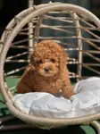 SEVİMLİ TOY POODLE YAVRULARI - Toy Poodle - Muğla